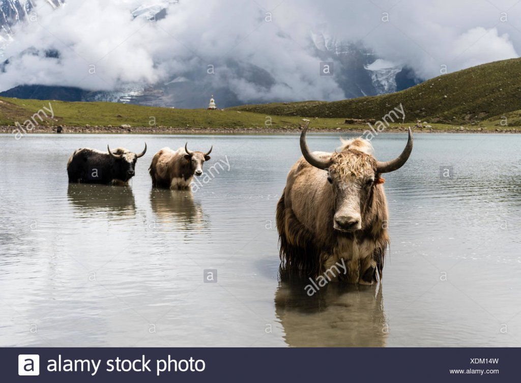 1540726091_yaks-bos-mutus-standing-in-water-ice-lake-braga-manang-district-nepal-xdm14w.jpg