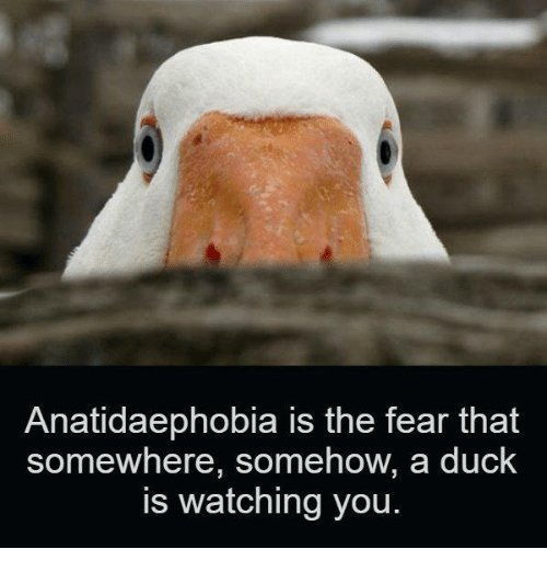 1567629755_anatidaephobia-is-the-fear-that-somewhere-somehow-a-duck-is-26716183.jpg