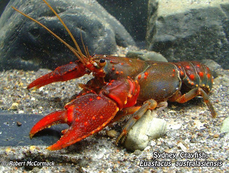 1600602274_fauna-crayfish-sydney-crayfish-rm-800.jpg