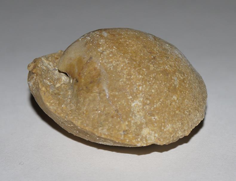1402316286_fossil-clam-001.jpg