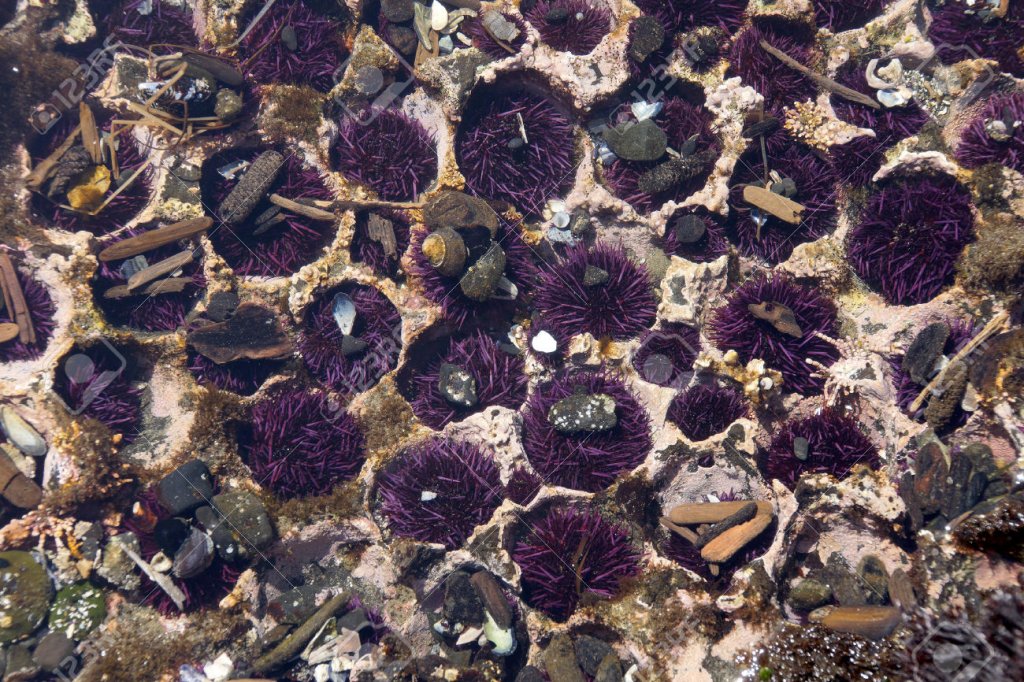 1509136154_41683784-purple-sea-urchins-colonize-naturally-formed-holes-in-tidepool-rocks-strongylocentrotus-purpuratus-c-stock-photo.jpg
