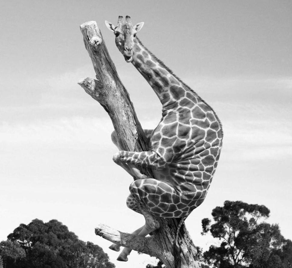 1395113025_tree_climbing_giraffe.jpg