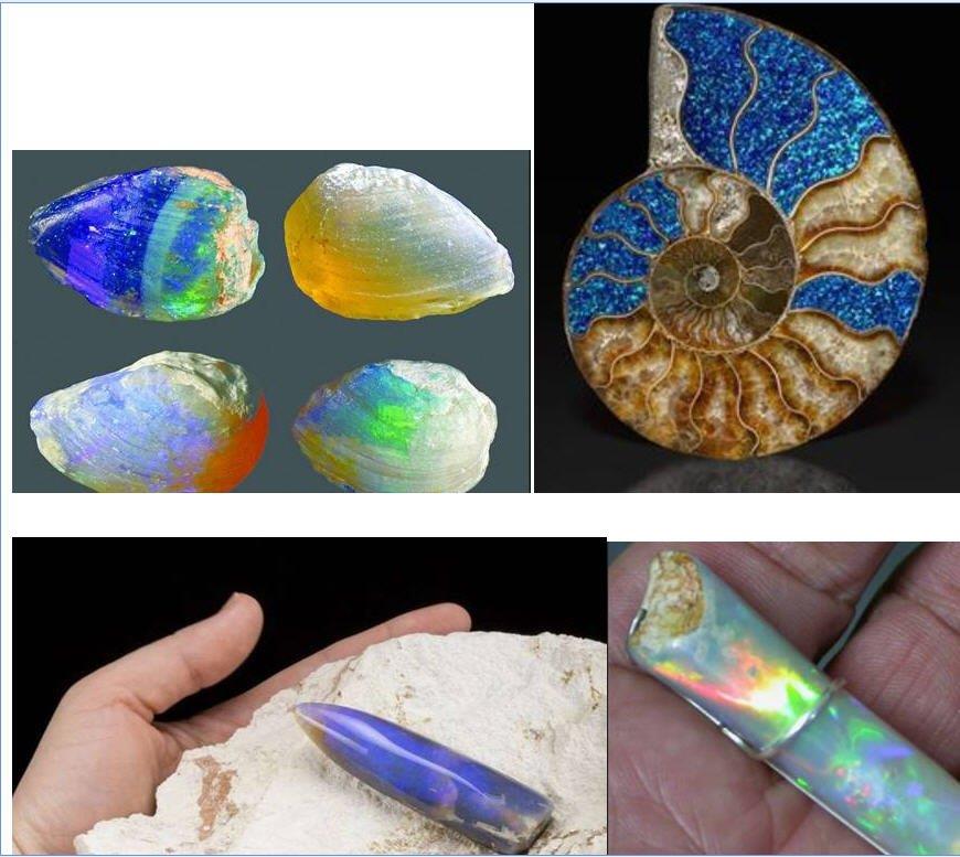 1478738818_opal_fossils.jpg