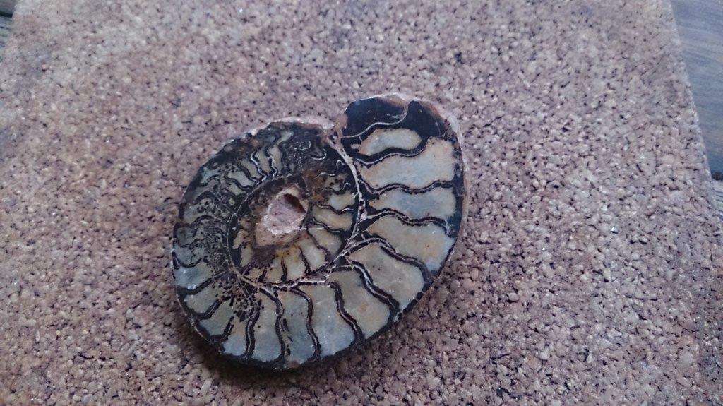 1385711208_ammonite.jpg