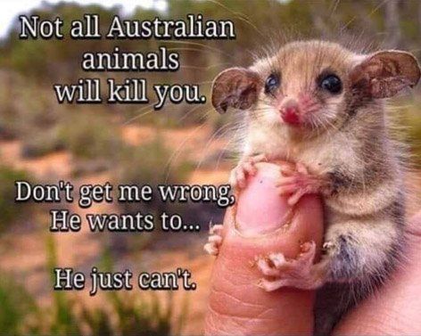 1581888638_australian_deadly_animals_1a.jpg