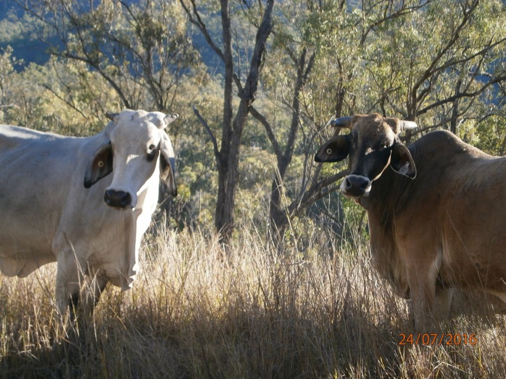 1529358759_cows.jpg
